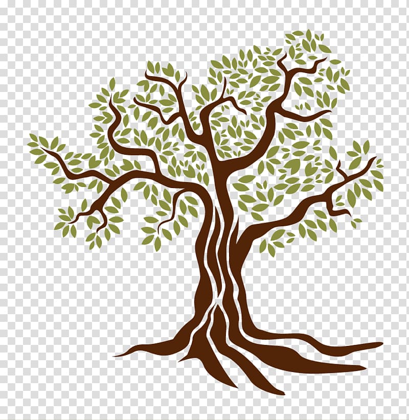 شجرة رسم زيت الزيتون كروكيز Png