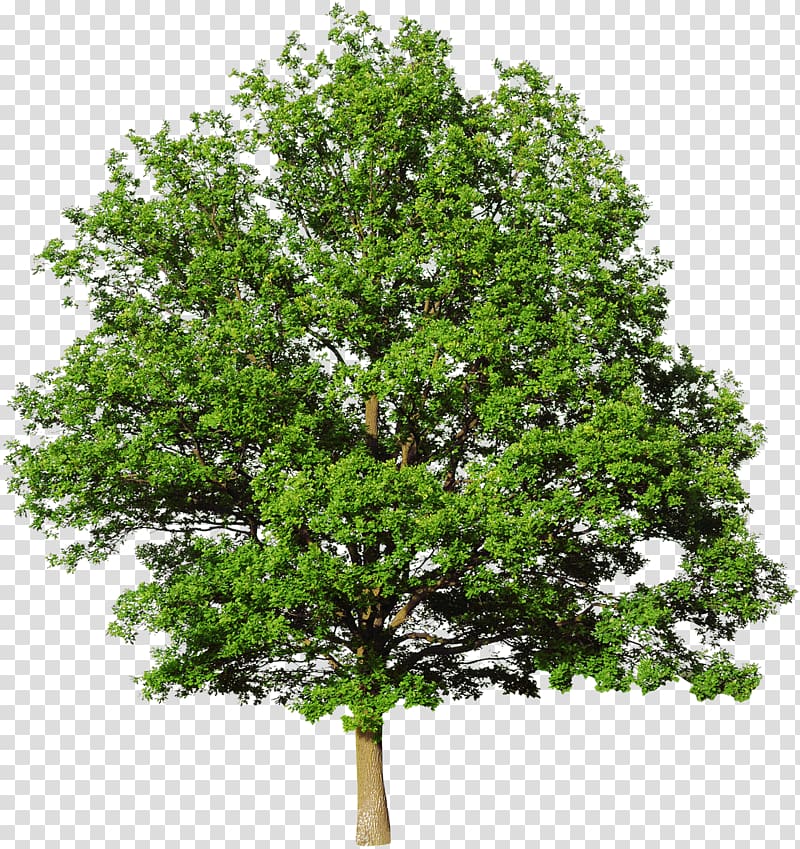النباتات الخضراء شجرة ليف الخضرة شجيرة عشب السرو Png
