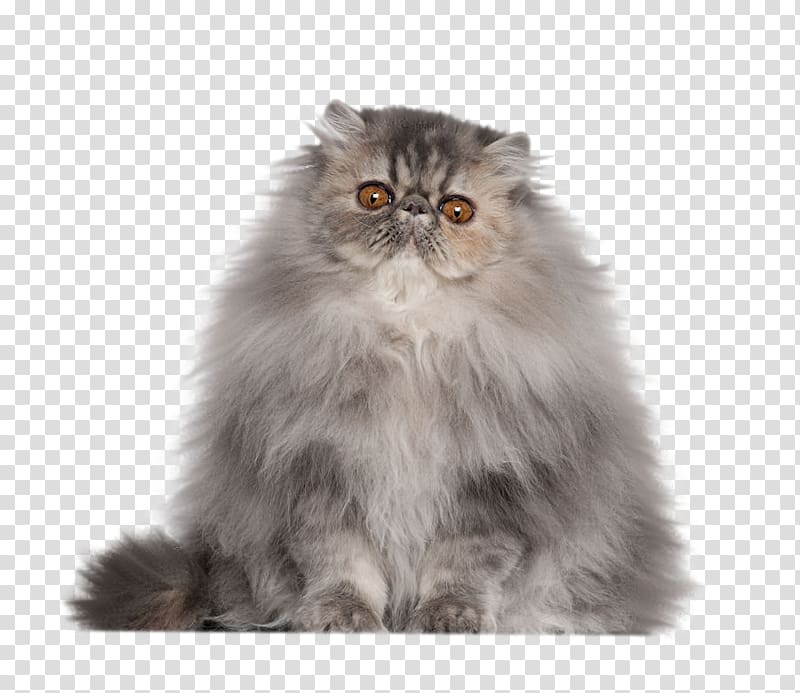 القط السيامي Semi-Longhair Persian-cat-siamese-cat-himalayan-cat-kitten-tortoiseshell-cat-kitten