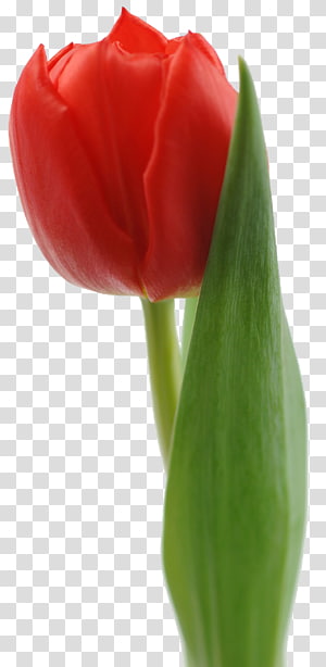 بستان ورد المصــــــــراوية - صفحة 73 Tulip-red-white-flower-bouquet-tulip-thumbnail