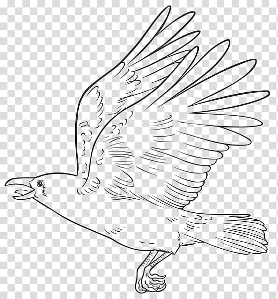 الطاووس رسم طيور بقلم الرصاص