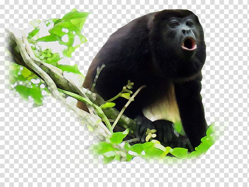 القرد العواء Monkey-black-howler-primate-common-chimpanzee-prado-word