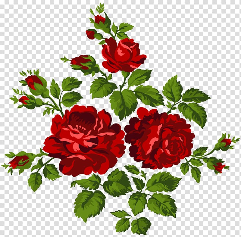 garden-roses-centifolia-roses-clip-art-vintage-roses-png-clip-art-image.jpg