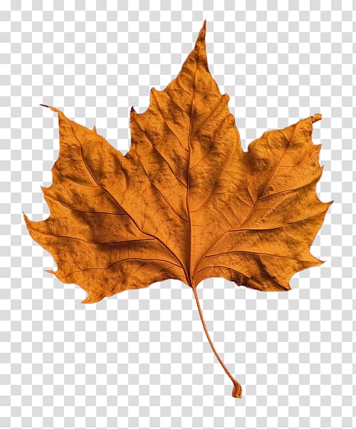 لون ورقة الخريف لون أوراق الخريف وأوراق الخريف Png