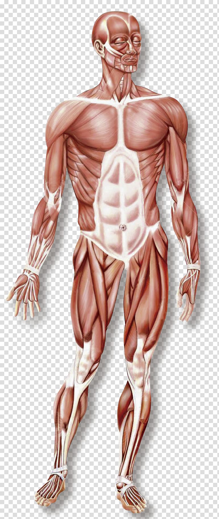 ومن ناحية نظام العضلات الهيكل العظمي العضلات الجهاز العضلي جسم الإنسان