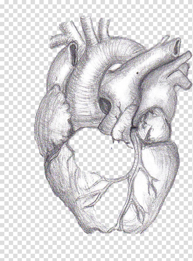 Uniqso رسم قلب انسان بالرصاص