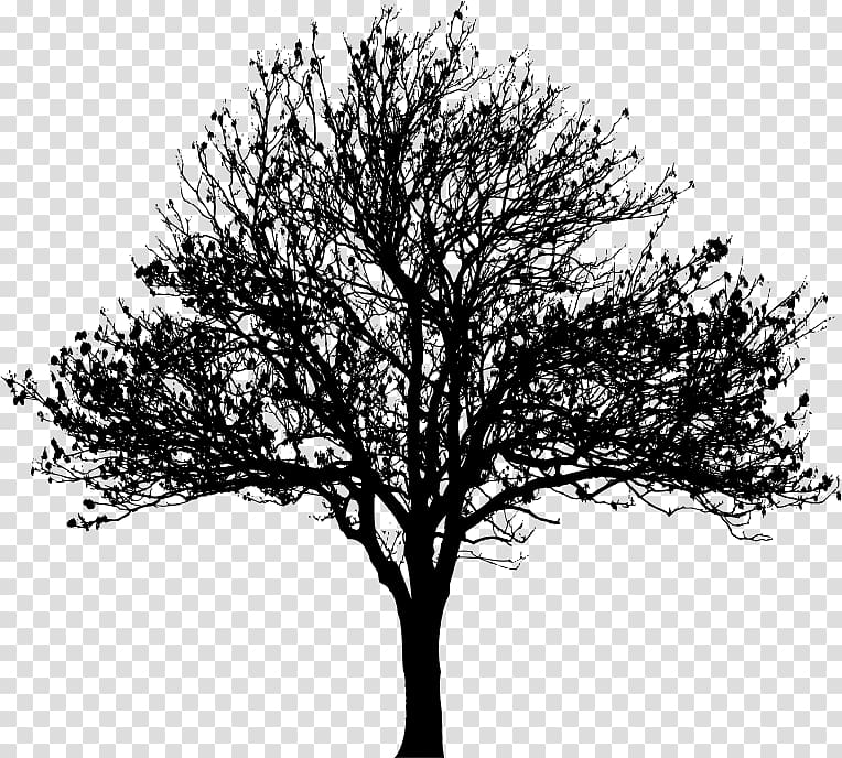شجرة رسم صورة ظلية شجرة الحب Png