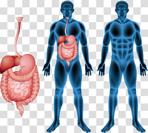 الجهاز الهضمي الجهاز الهضمي البشري الجهاز الهضمي جسم الإنسان