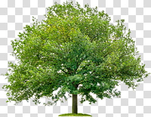 Runescape Lumberjack Tree Oak Willow رون سكيب كلاسيك ويكي Png