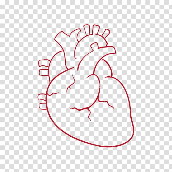 رسم قلب الانسان بالورد