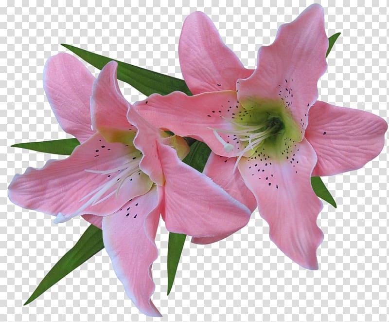 زهرة زنبق عيد الفصح ، زهرة الزنبق الوردي ، واثنين من زهور الزنبق الوردي PNG