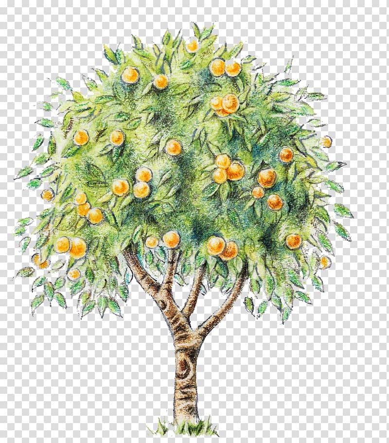 شجرة برتقال كرتون