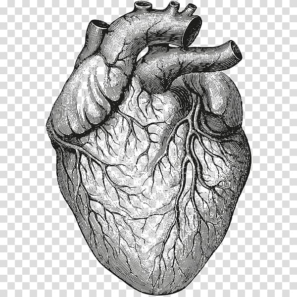 رسم القلب ، تشريح القلب وعلم وظائف الأعضاء II رسم الأعضاء ، قلب الإنسان