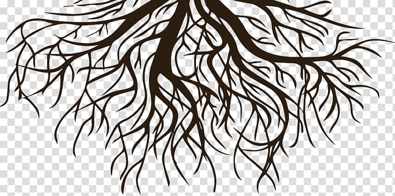 رسم شجرة رسومات جذرية جذور سوداء وبيضاء Png