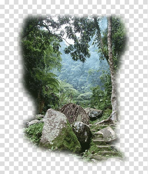 الفلبين الغابات المطيرة المناظر الطبيعية الغابة Jungle Png